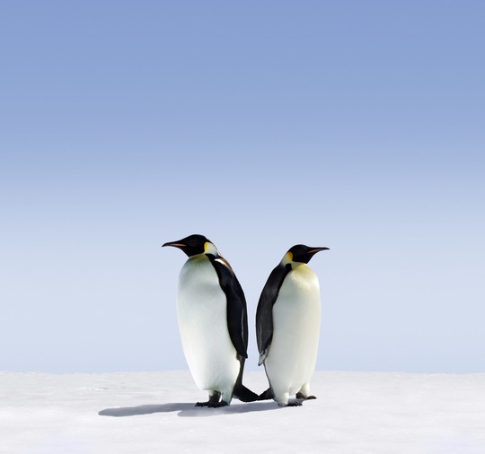 Penguin 4.0 need to know - brightedge